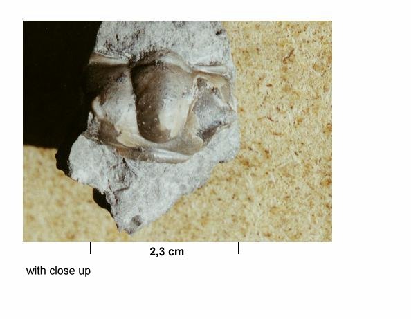 Click here for close up